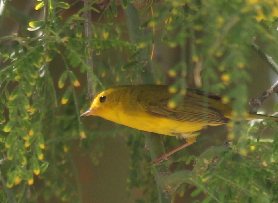 Wilson's Warbler - ML565594791