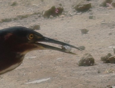 Green Heron - ML565595261