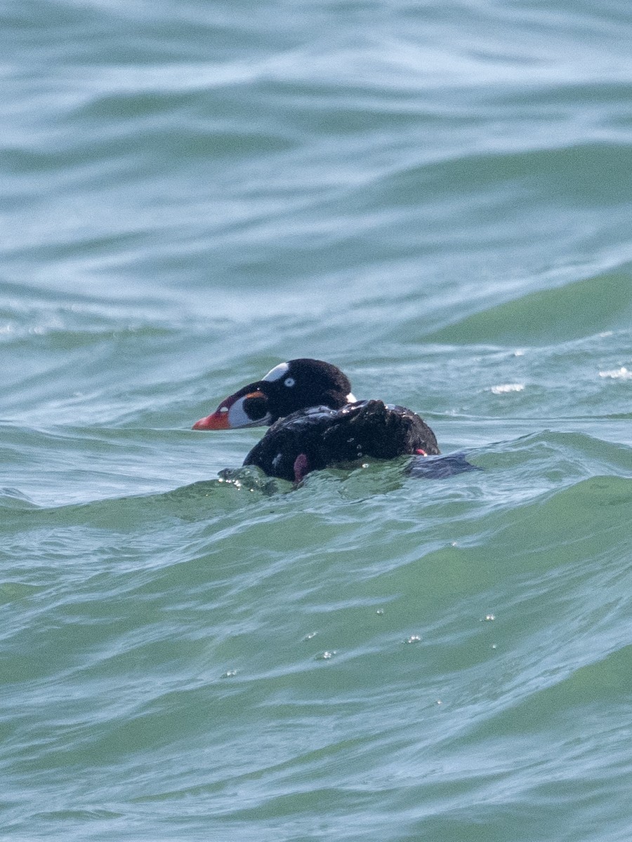 Surf Scoter - ML565595451