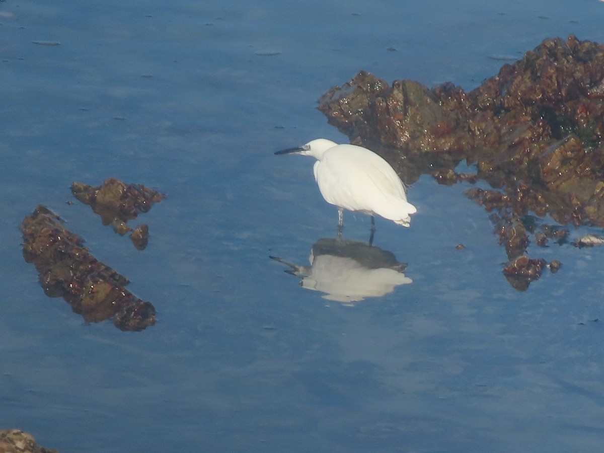 Little Egret - Joshua Gaunt