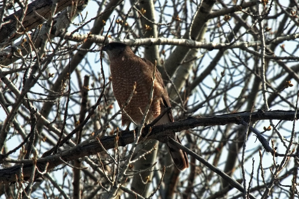 Cooper's Hawk - ML565595711