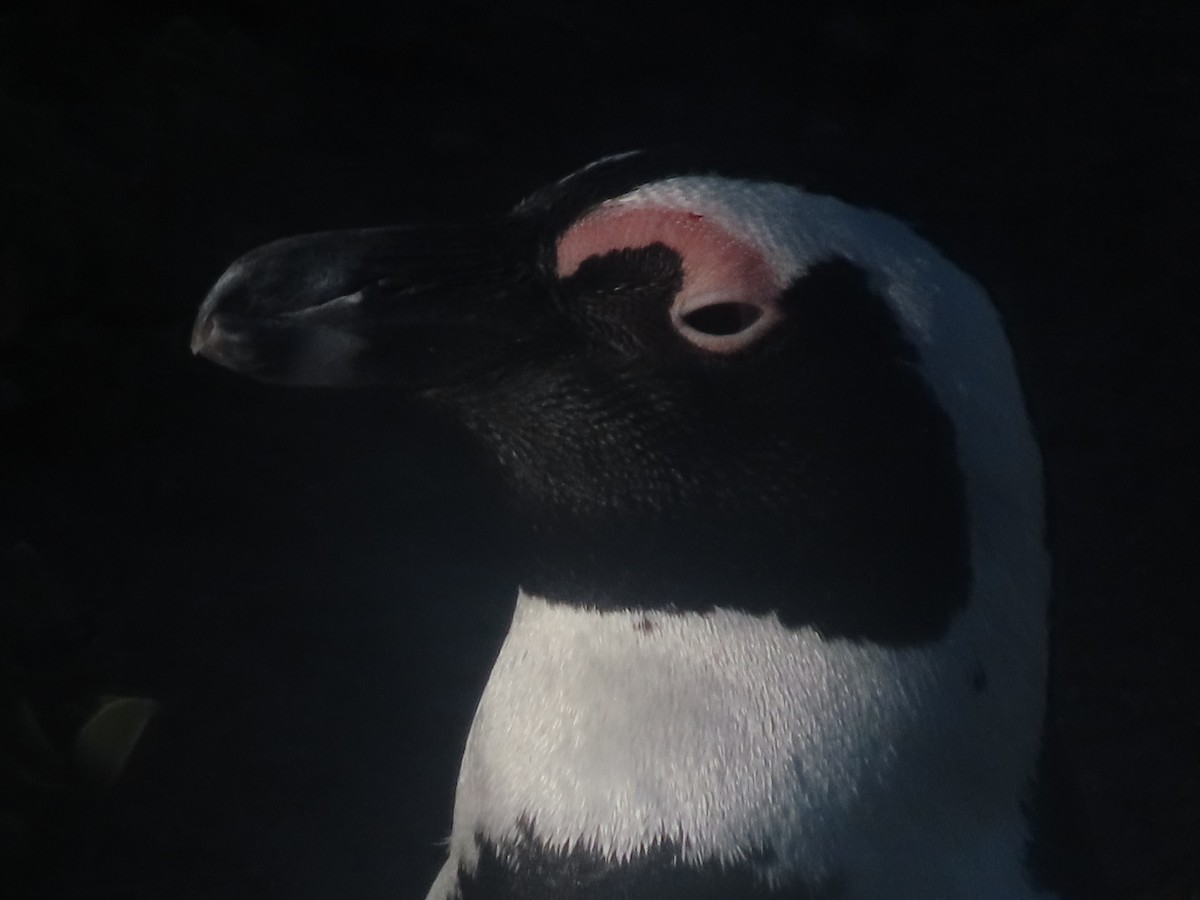 African Penguin - Joshua Gaunt