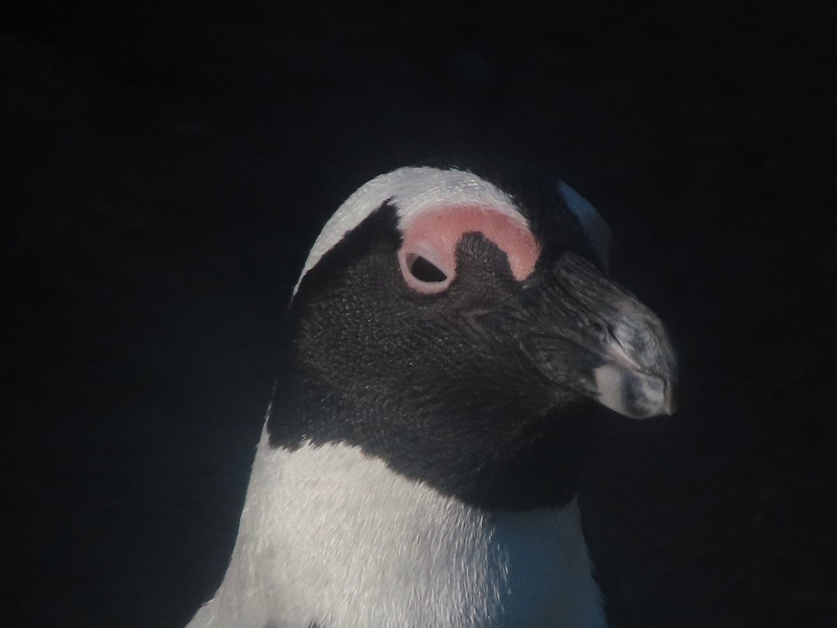 Очковый пингвин - ML565595841
