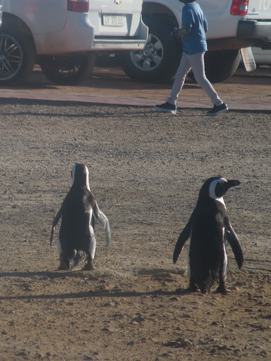 African Penguin - Joshua Gaunt