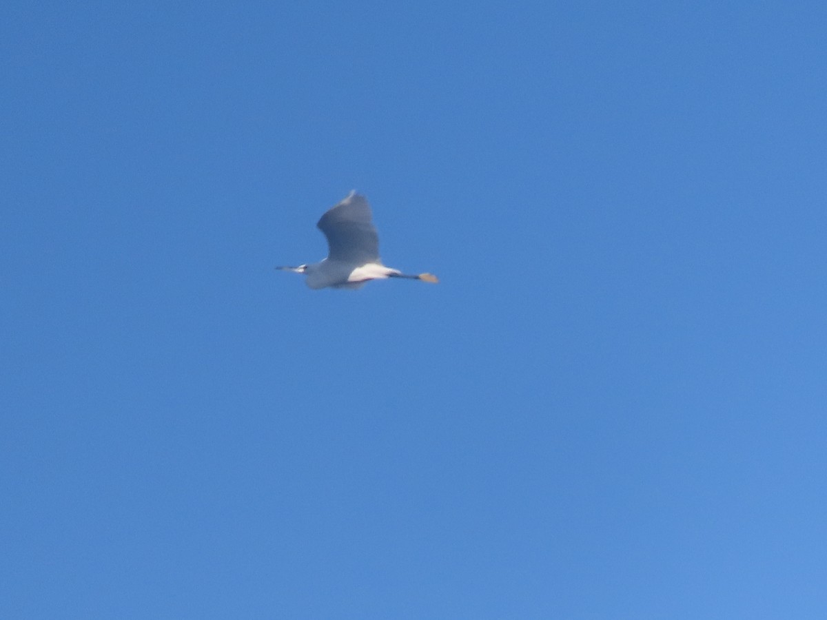 Little Egret - Joshua Gaunt