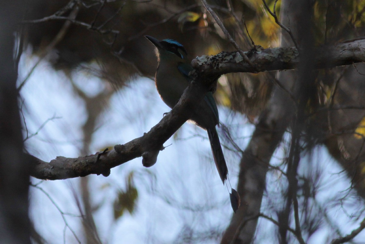 Lesson's Motmot - ML56559691