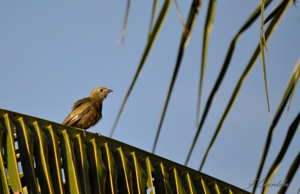 Palm Tanager - ML565598051