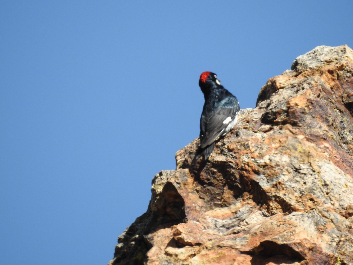 Acorn Woodpecker - ML565598421