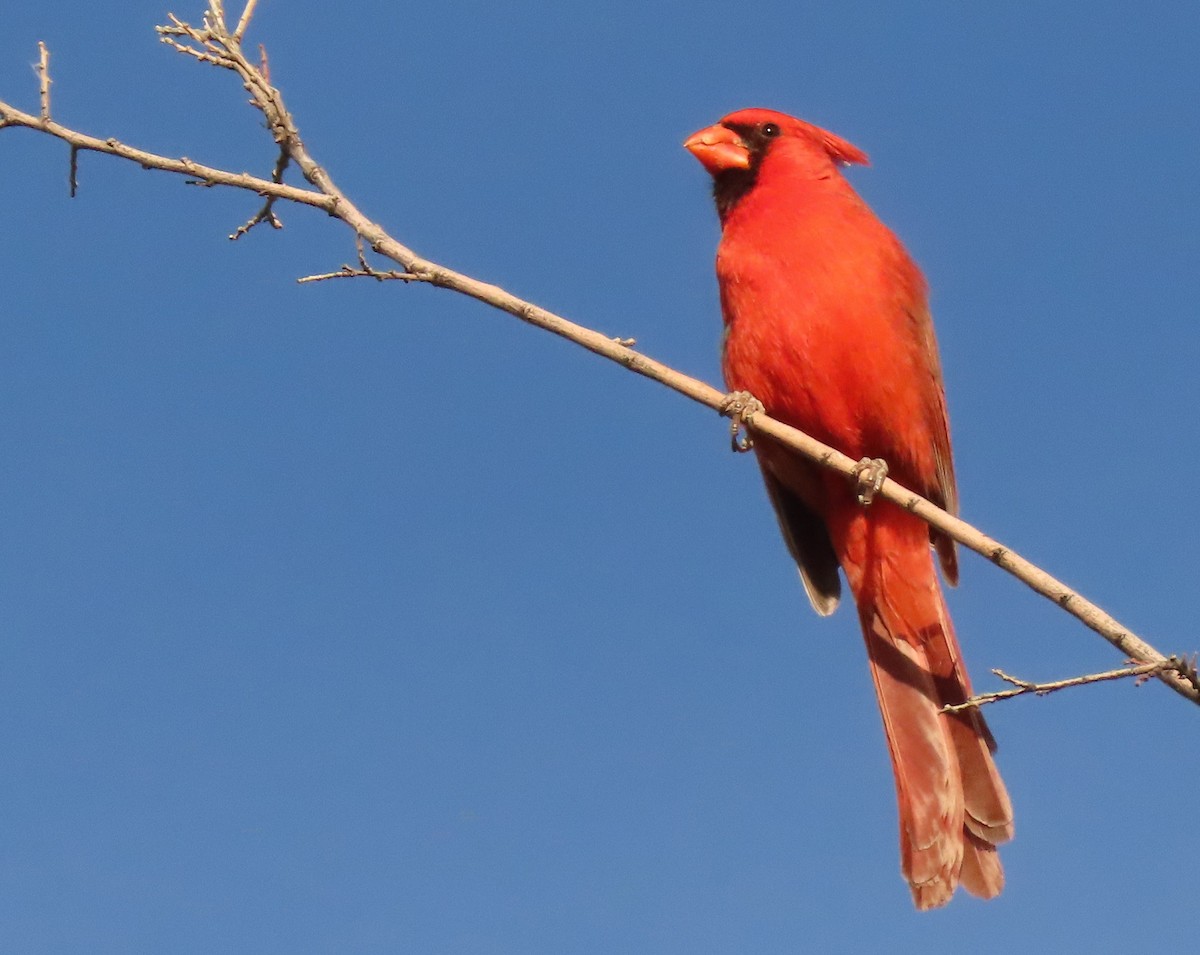 Cardinal rouge - ML565598551