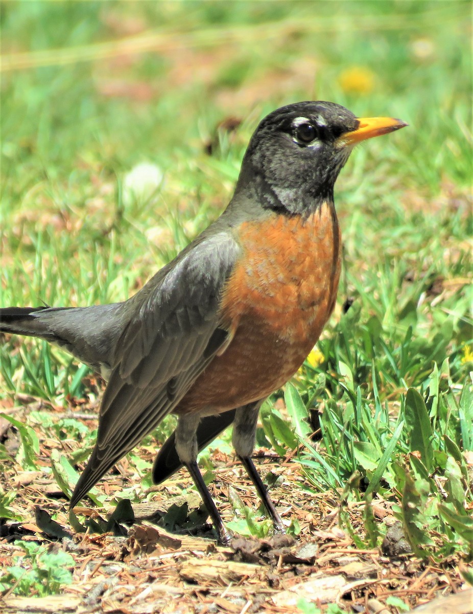 American Robin - ML565598591