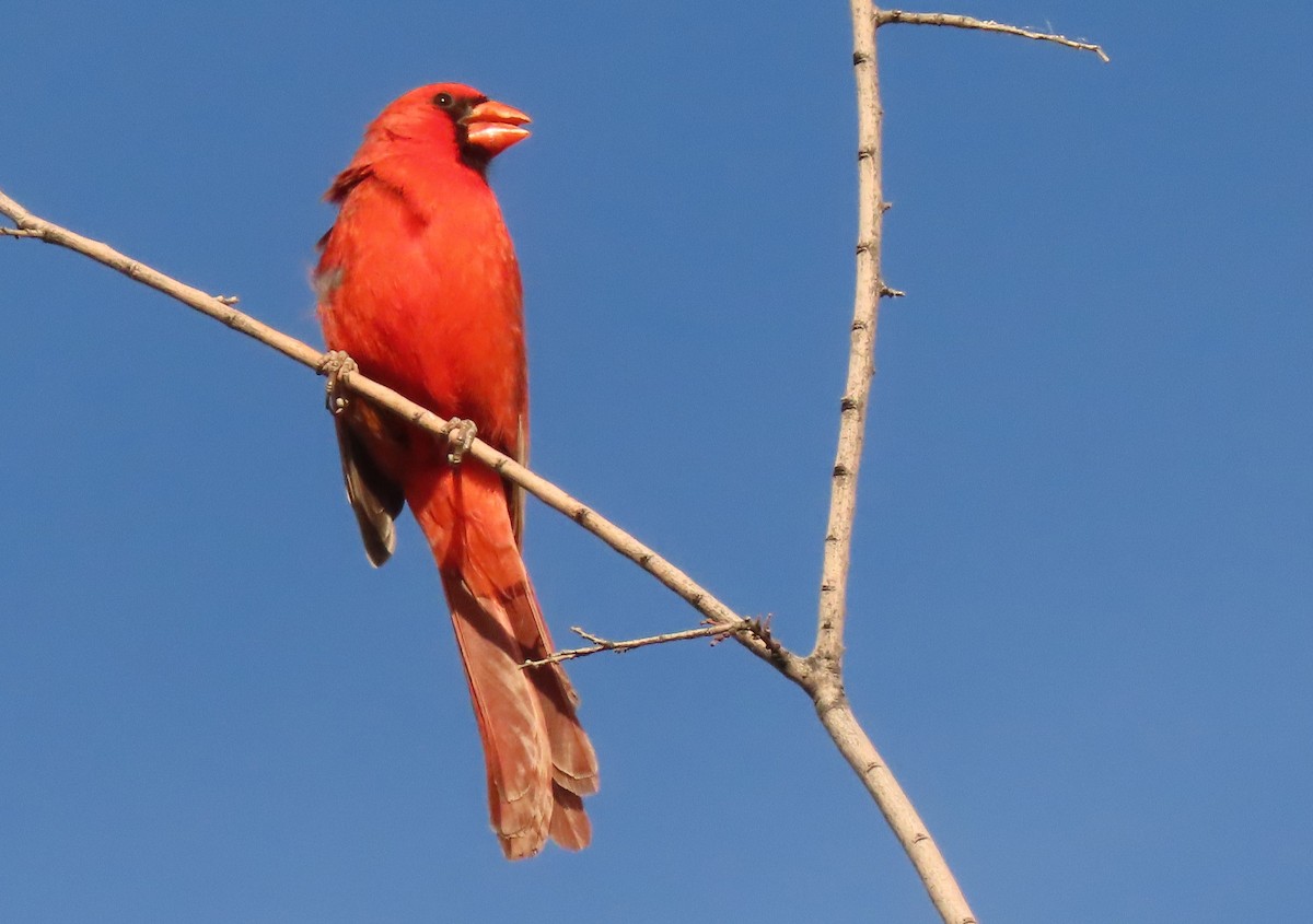 Northern Cardinal - ML565599141