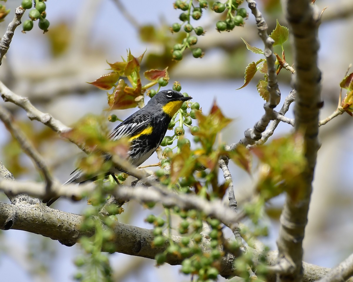 Yellow-rumped Warbler (Audubon's) - ML565600651
