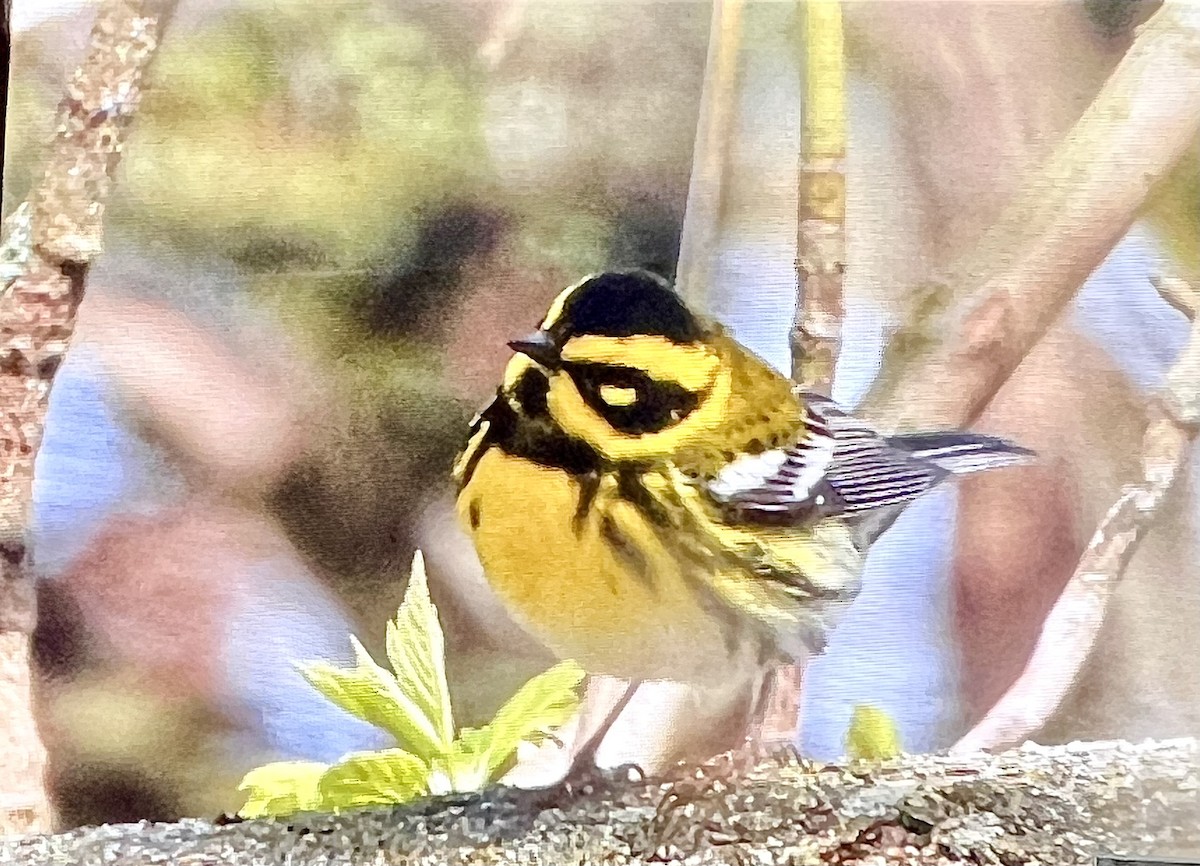 Townsend's Warbler - ML565601451