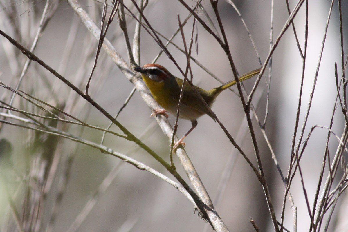 Rufous-capped Warbler - Michael Todd