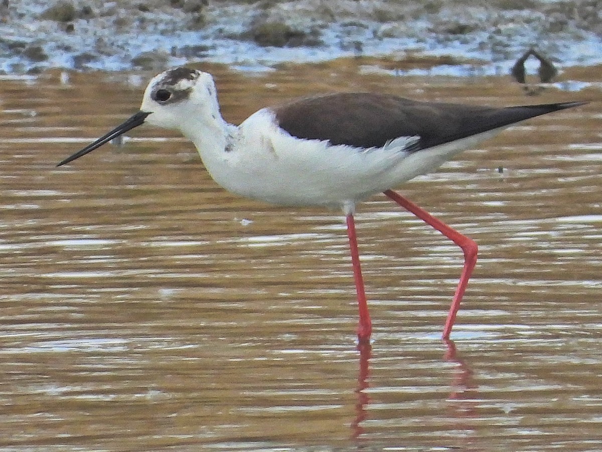 Black-winged Stilt - ML565602741