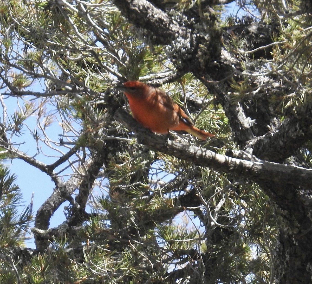 Hepatic Tanager - ML565603321