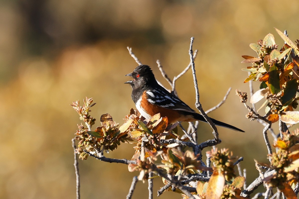 Spotted Towhee - ML565606001