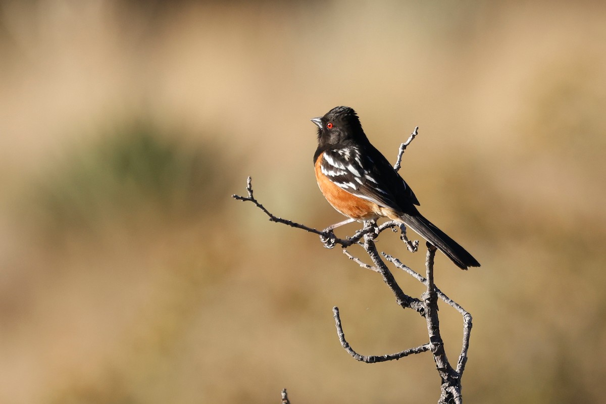 Spotted Towhee - ML565606011