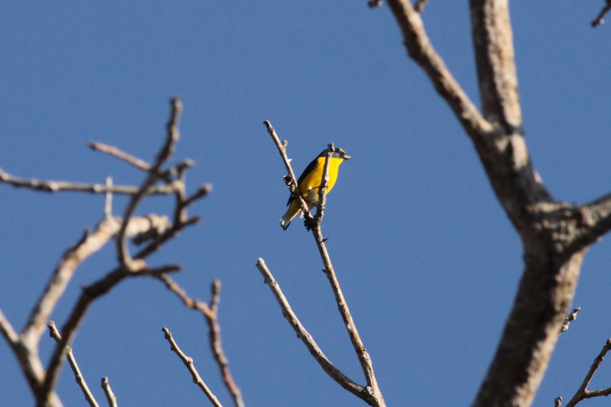 Yellow-throated Euphonia - ML56560671