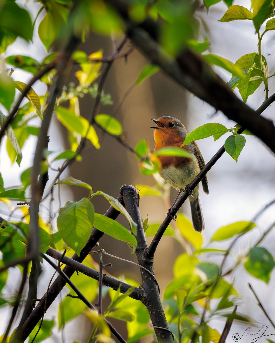 European Robin - ML565606951