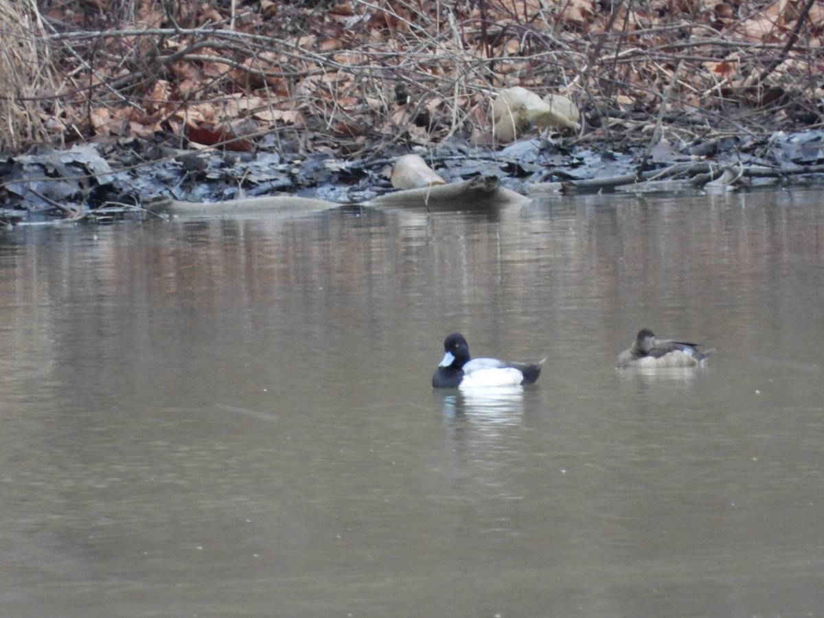 Lesser Scaup - ML565608051