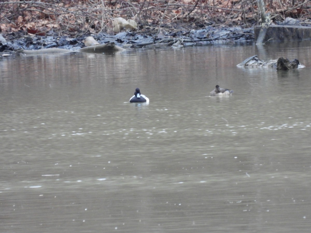 Lesser Scaup - ML565608431