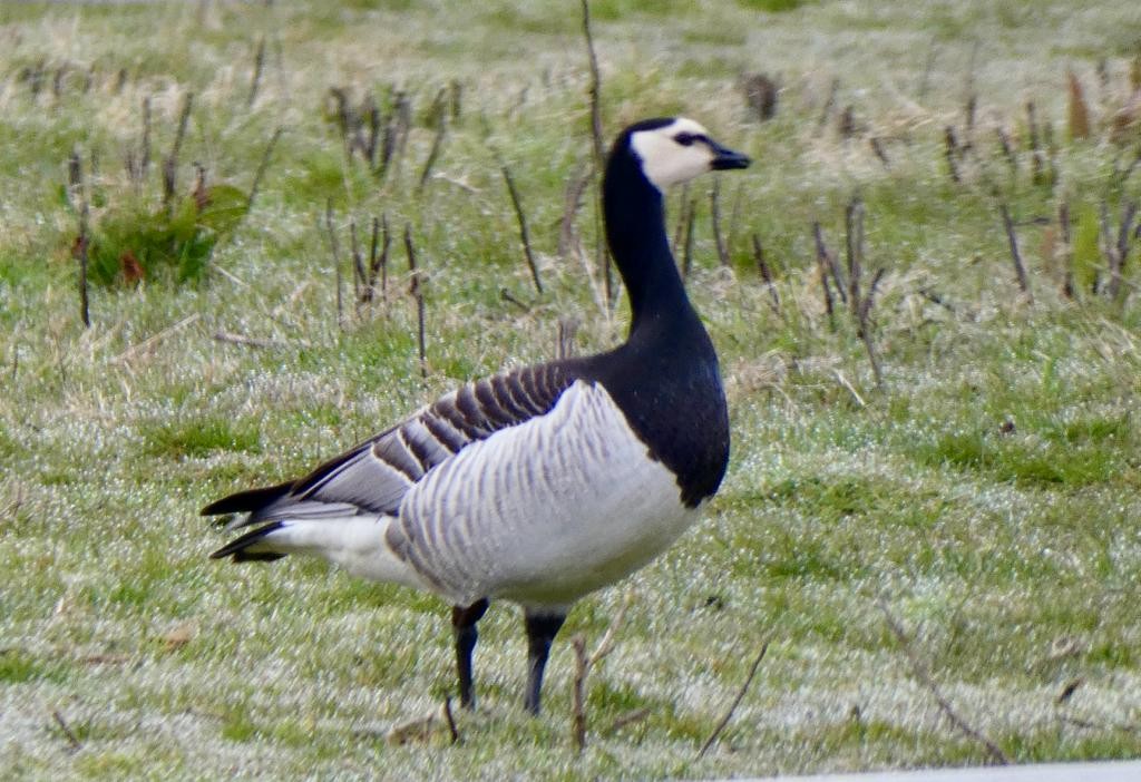 Barnacle Goose - Andy Todd