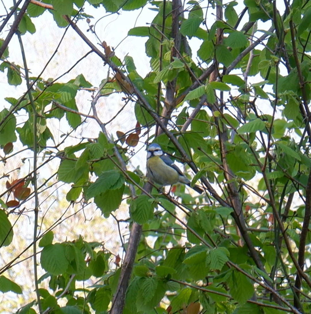 Eurasian Blue Tit - ML565610581