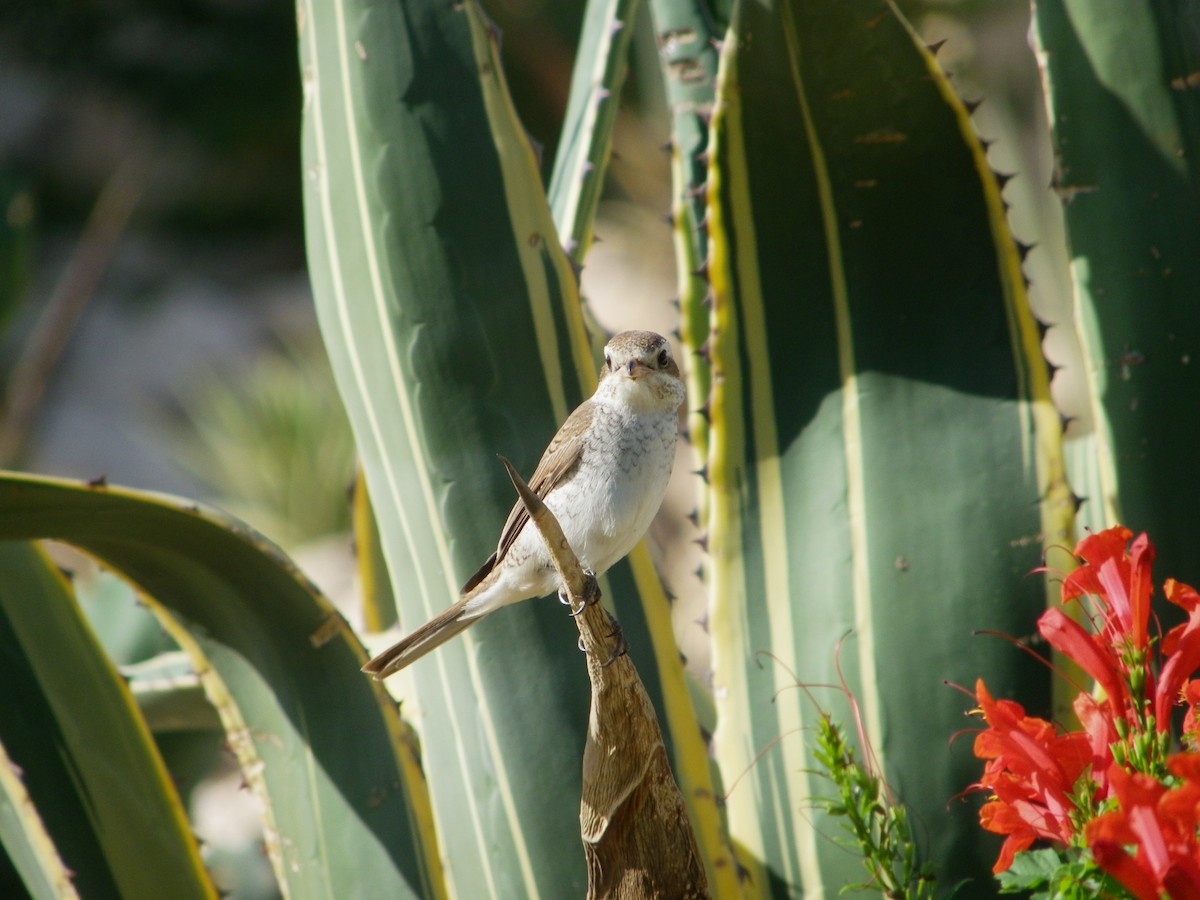 Red-backed Shrike - Casper (Philip) Leygraaf