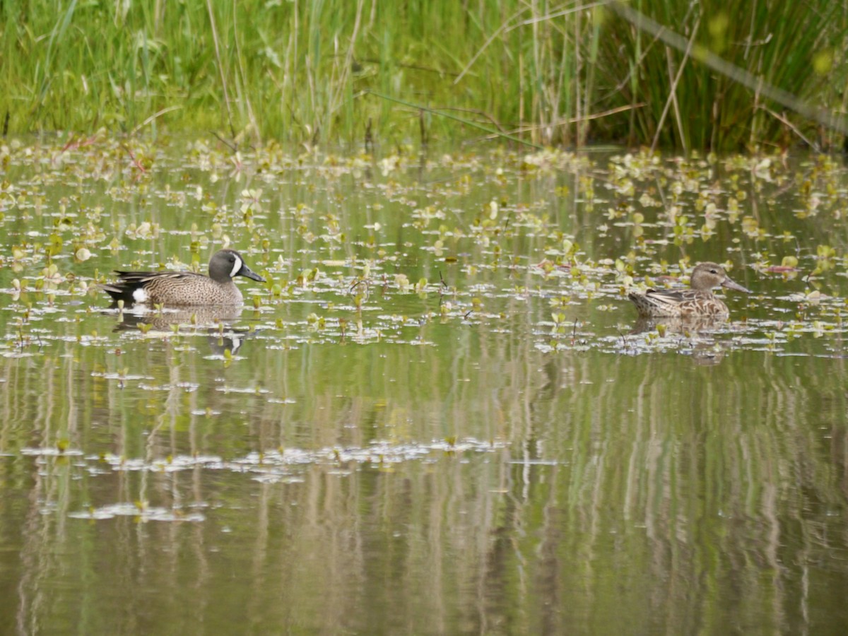 Blue-winged Teal - ML565611001