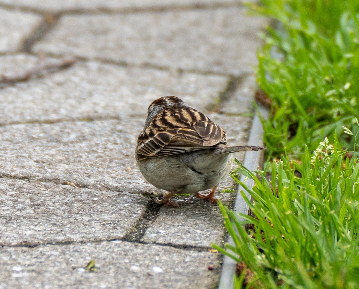 Chipping Sparrow - ML565611701