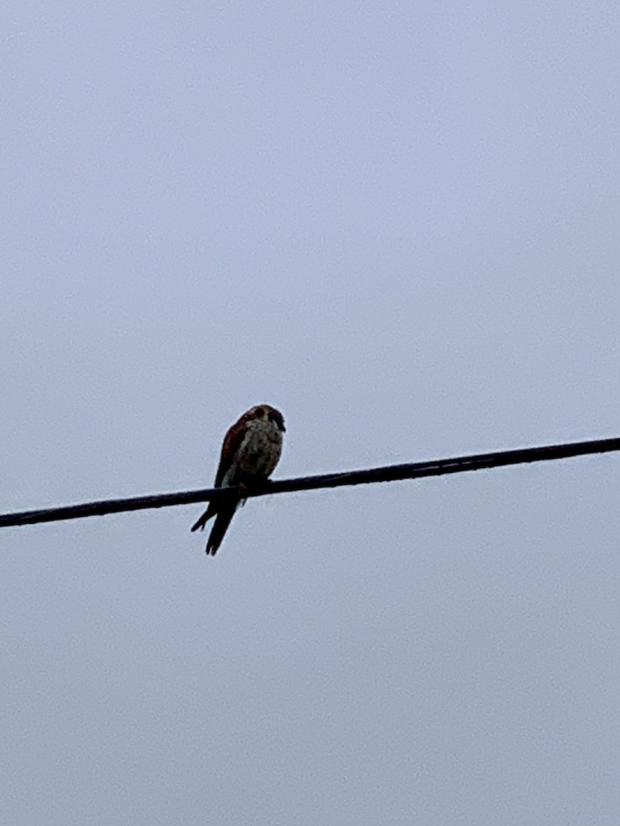 American Kestrel - ML565613011