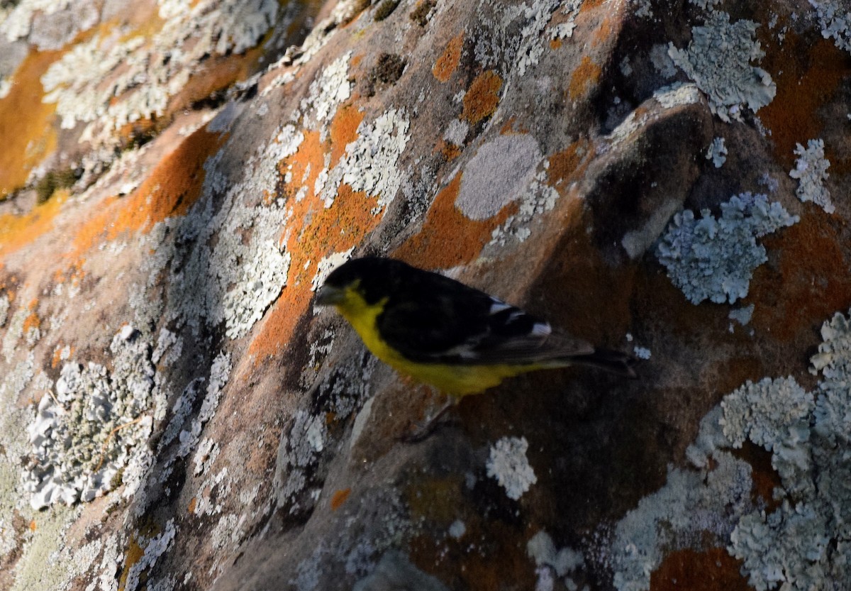 Lesser Goldfinch - ML565613831
