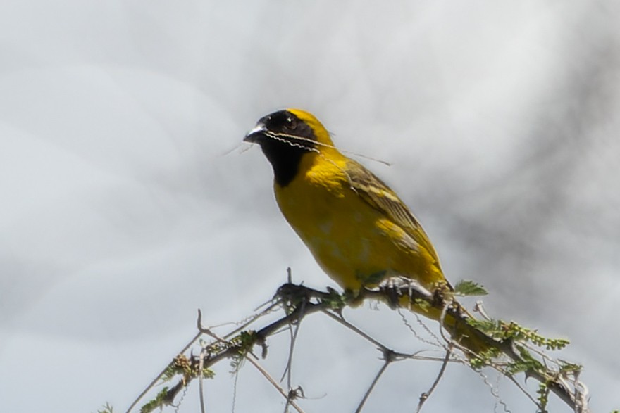 Little Weaver - ML565613851