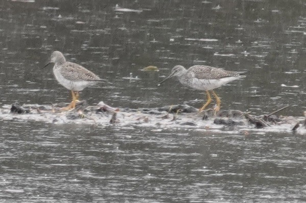 Greater Yellowlegs - ML565614851