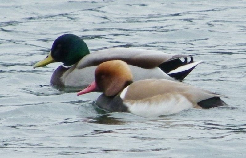 Red-crested Pochard - ML565615421