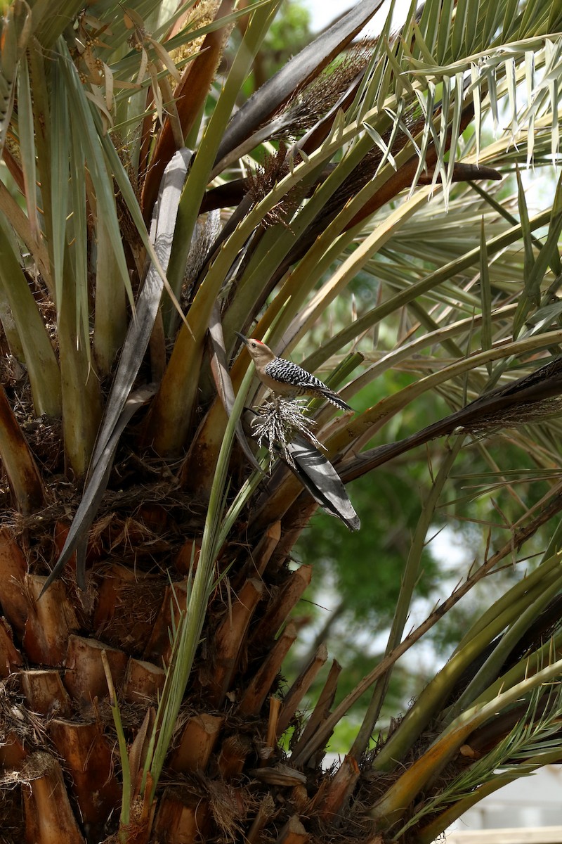 Gila Woodpecker - Matt Britt