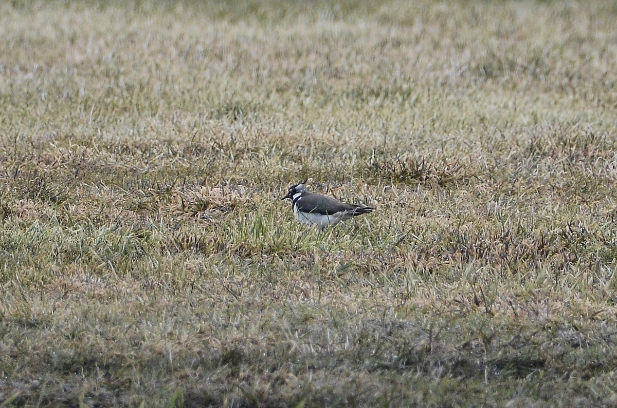 Northern Lapwing - Roman Yaremchuk