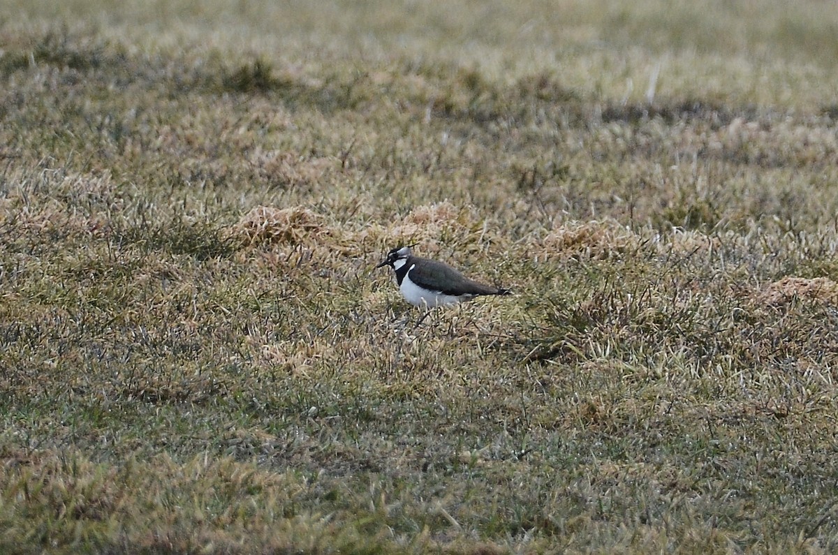 Northern Lapwing - Roman Yaremchuk