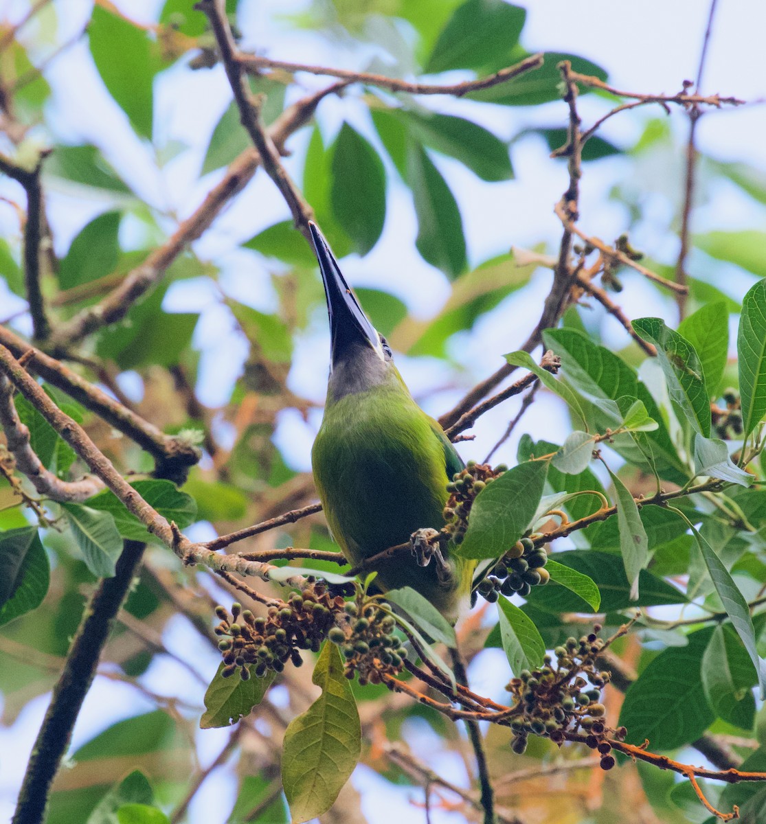 Groove-billed Toucanet - ML565617511