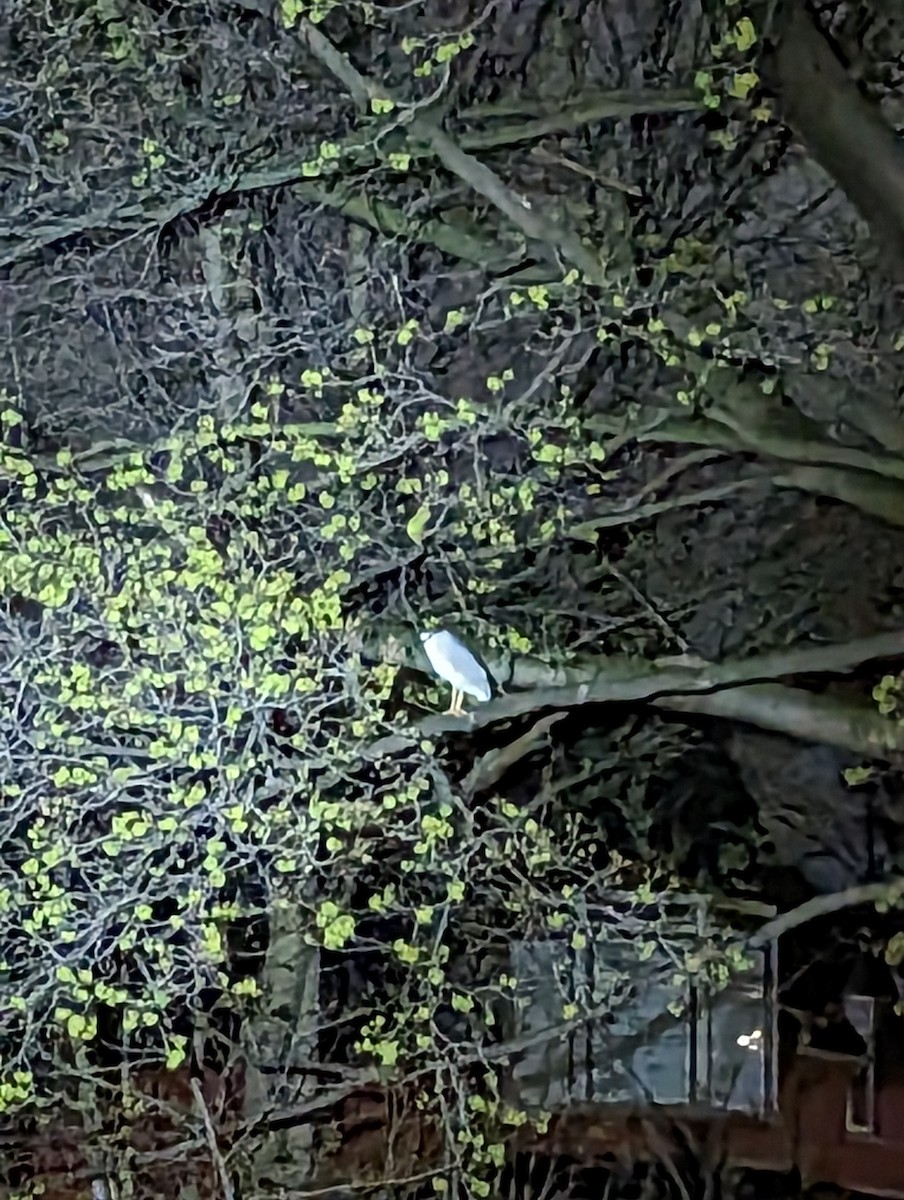 Black-crowned Night Heron - Connor Edington