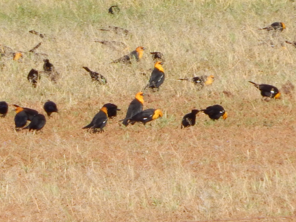Yellow-headed Blackbird - ML565620161