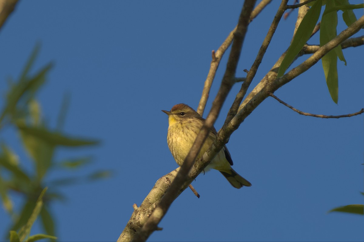 Palm Warbler - ML565620181