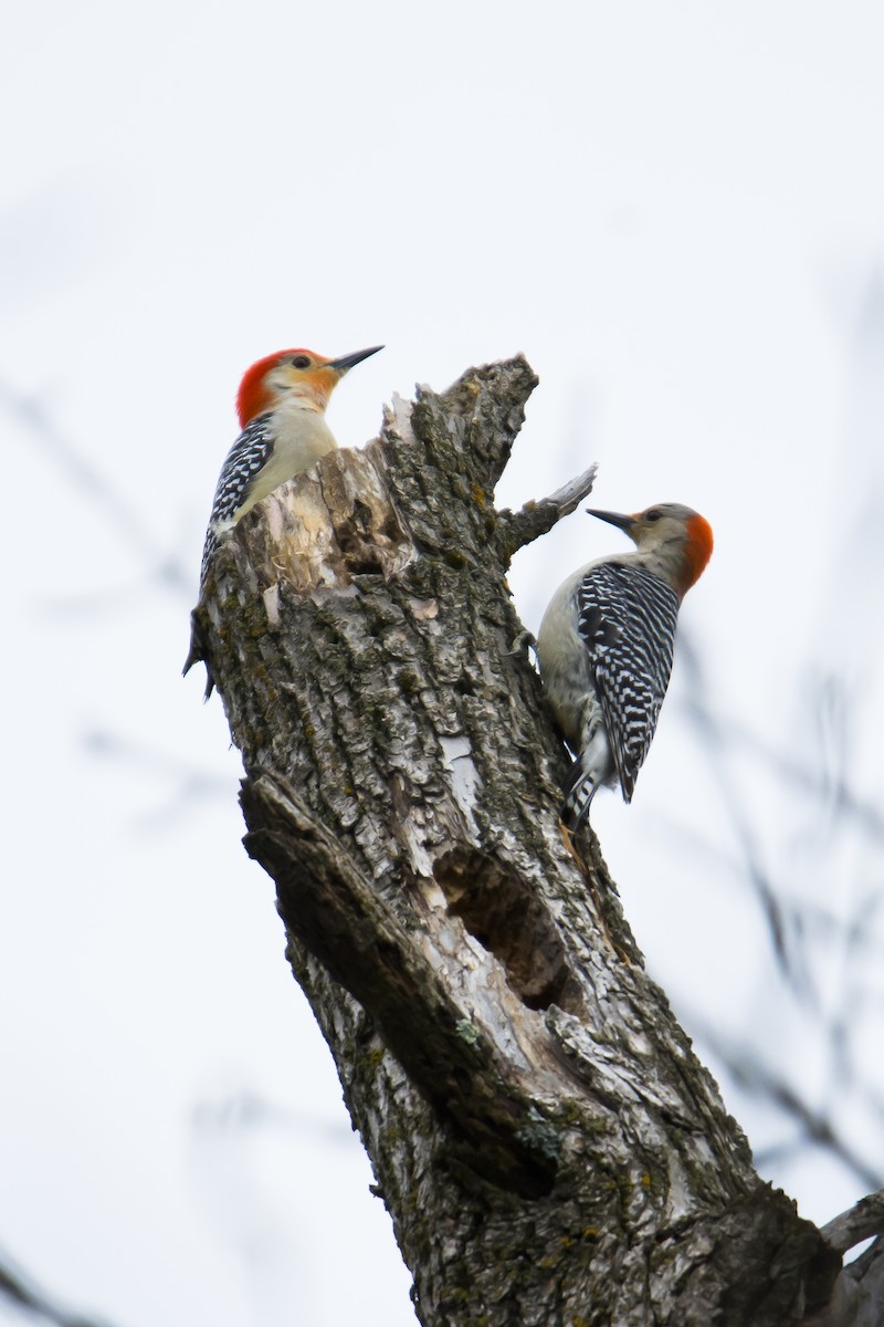 Red-bellied Woodpecker - ML565620581