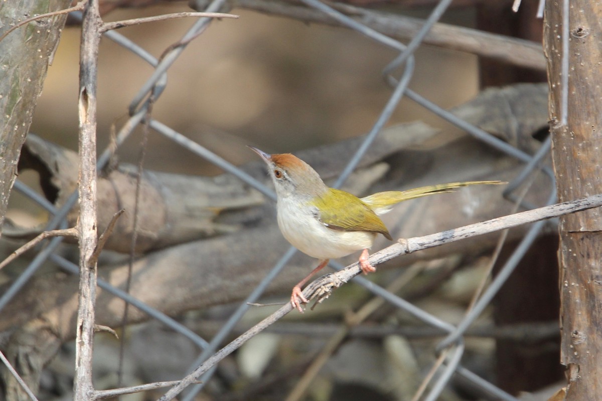 Rotstirn-Schneidervogel - ML56562071