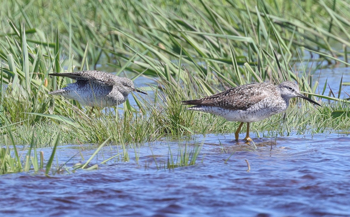 Lesser Yellowlegs - ML565621241