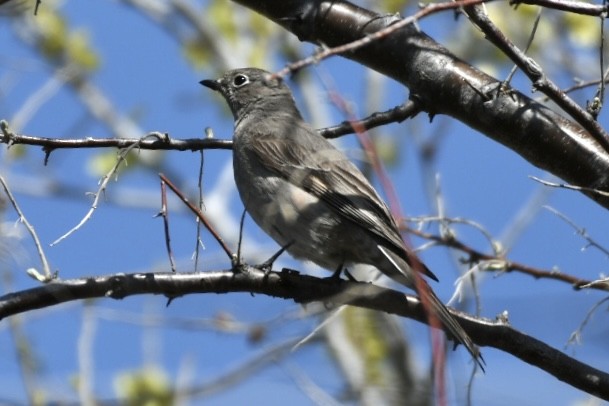 Townsend's Solitaire - Brian Genge