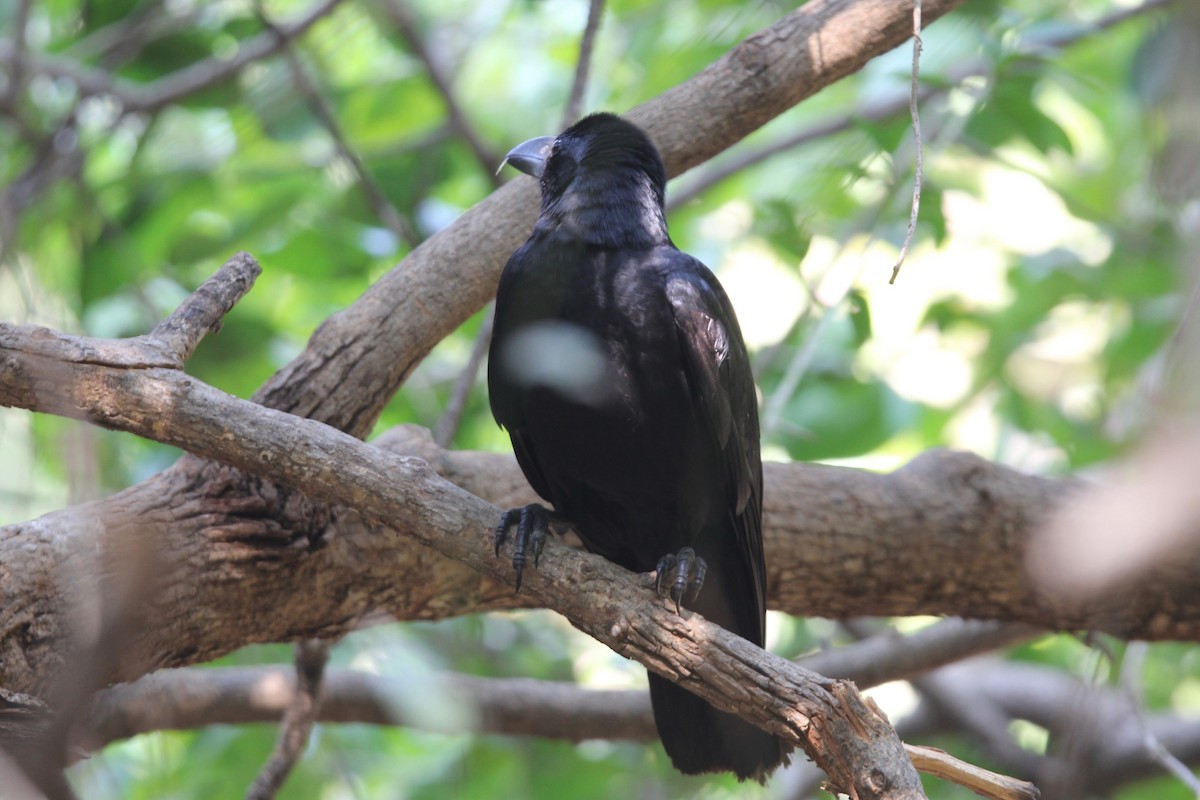 Large-billed Crow - Robert Gowan