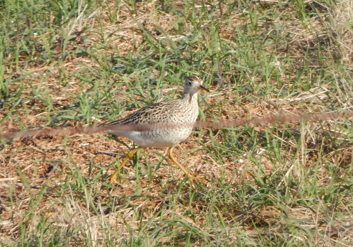 Upland Sandpiper - ML565622471