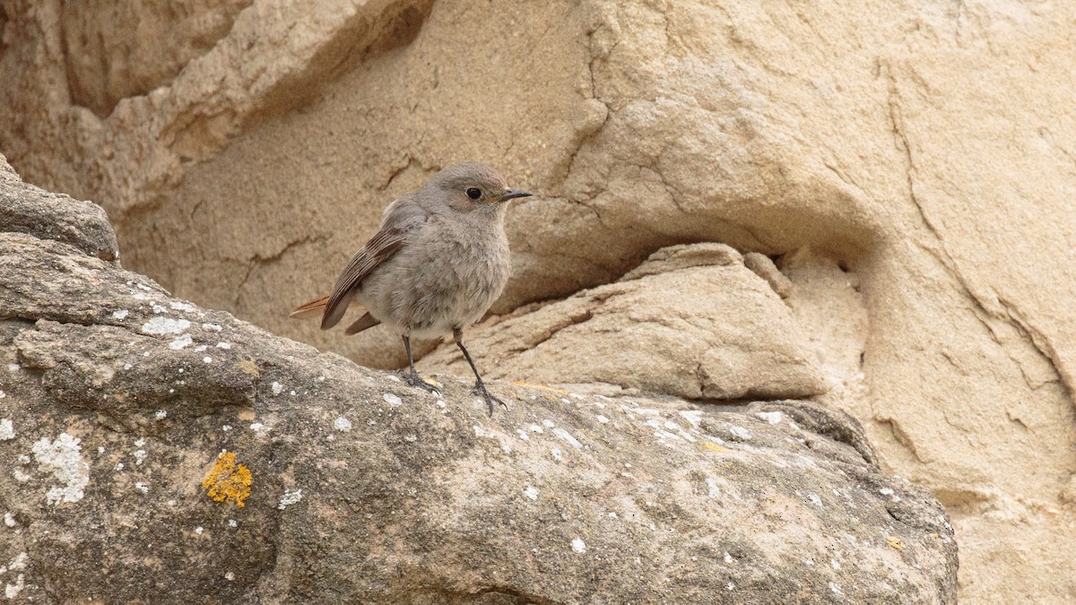 Black Redstart - ML565624501